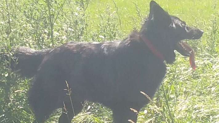 Fotochallenge No. 26                                     Wald und Wiese-Beitrag-Bild