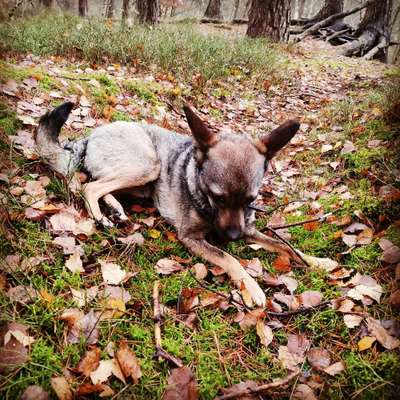 Dogorama Photo Challenge - Märchenwald-Beitrag-Bild