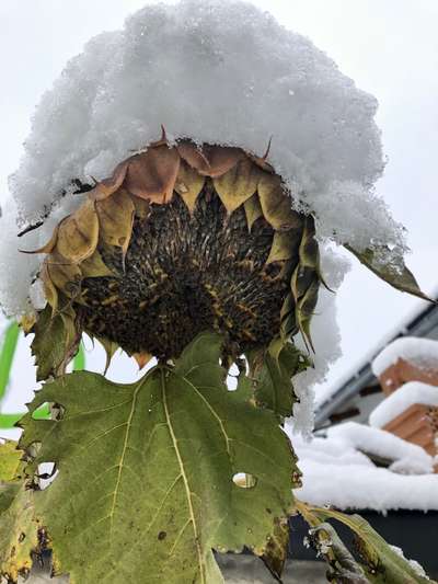 Die wunderschöne Welt mit Hund.-Beitrag-Bild