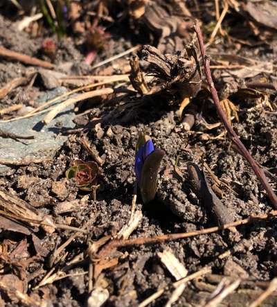 Die wunderschöne Welt mit Hund.-Beitrag-Bild