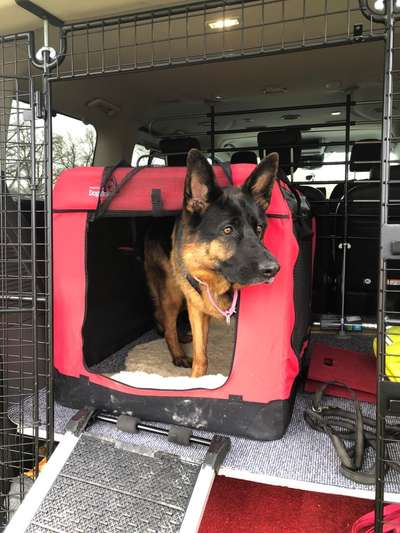 FOTOCHALLENGE 70 - Dein Hund im Auto-Beitrag-Bild