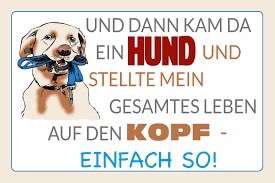 Hunde Memes-Beitrag-Bild