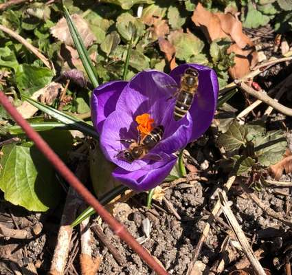 Die wunderschöne Welt mit Hund.-Beitrag-Bild