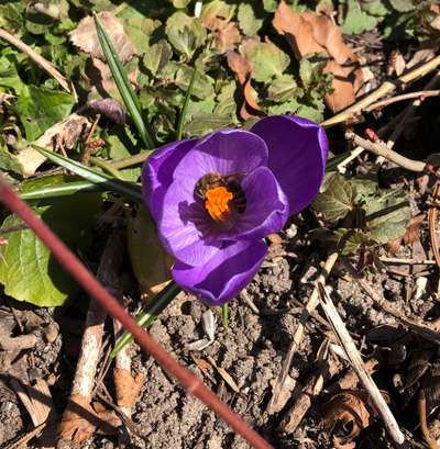 Die wunderschöne Welt mit Hund.-Beitrag-Bild