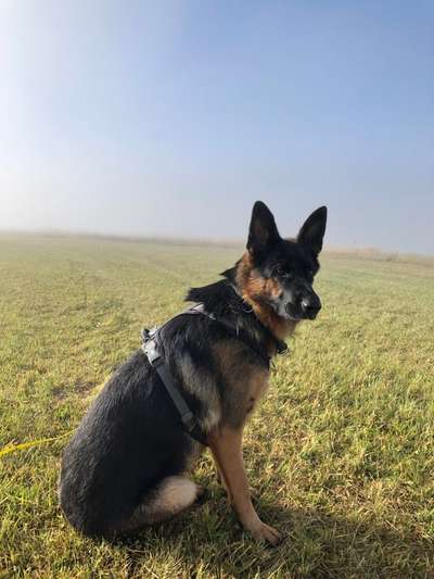 Die wunderschöne Welt mit Hund.-Beitrag-Bild