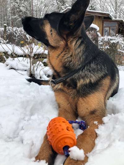 Die wunderschöne Welt mit Hund.-Beitrag-Bild