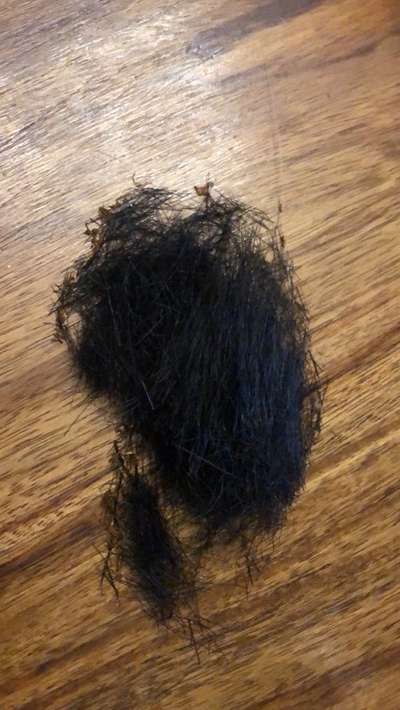 Alles rund um den Schäferhund, diskutieren erwünscht.-Beitrag-Bild