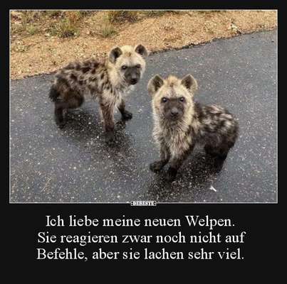 Hunde Memes-Beitrag-Bild