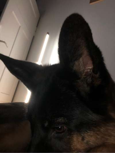 Zeigt mir die tollste Nahaufnahme von eurer Fellnase-Beitrag-Bild