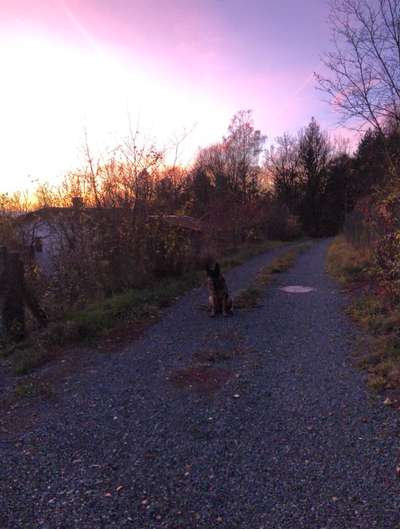 Die wunderschöne Welt mit Hund.-Beitrag-Bild