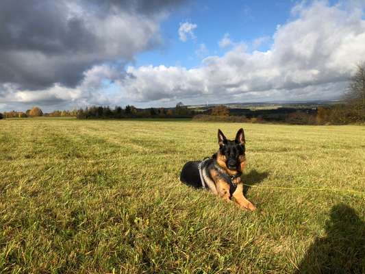 Schäferhund-Beitrag-Bild