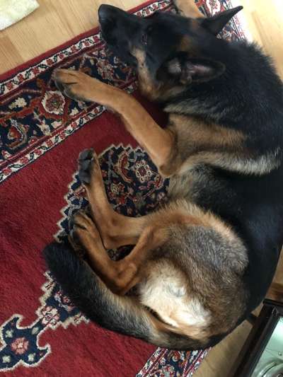 Alles rund um den Schäferhund, diskutieren erwünscht.-Beitrag-Bild