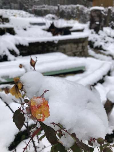 Die wunderschöne Welt mit Hund.-Beitrag-Bild