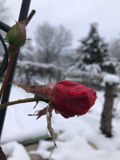 Die wunderschöne Welt mit Hund.-Beitrag-Bild