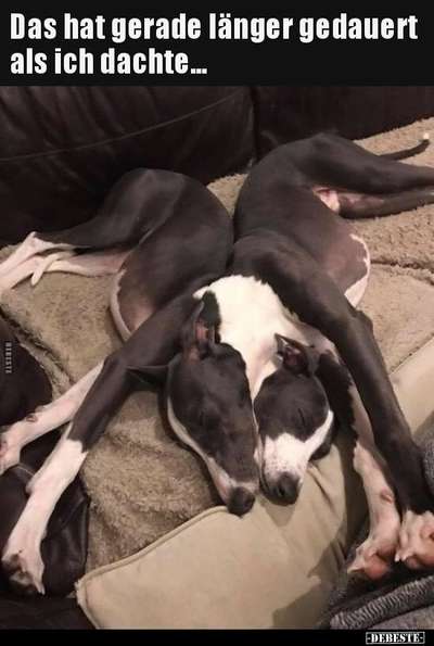 Hunde Memes-Beitrag-Bild