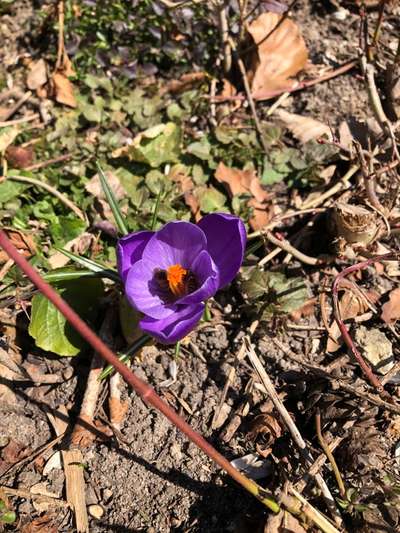 Die wunderschöne Welt mit Hund.-Beitrag-Bild