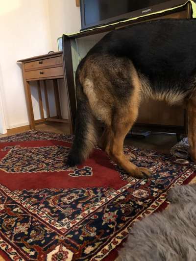 Alles rund um den Schäferhund, diskutieren erwünscht.-Beitrag-Bild