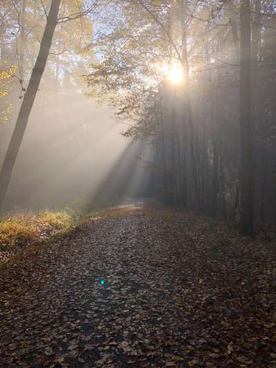 Die wunderschöne Welt mit Hund.-Beitrag-Bild