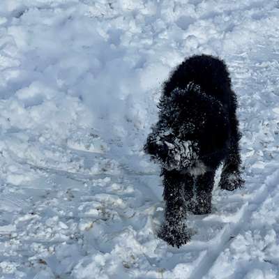 Hundetreffen-Wasserhunde gesucht☺️-Bild