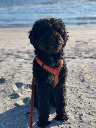 Perro de Aqua Espaniol-Beitrag-Bild