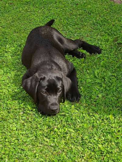 Labradorfans-Beitrag-Bild