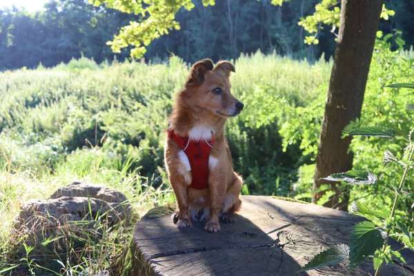 Wald Bild-Beitrag-Bild