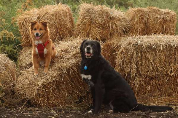 Dogorama Photo Challenge - Gegensätze-Beitrag-Bild