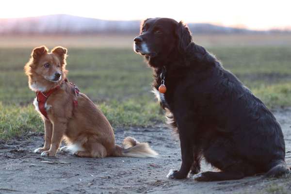 Dogorama Photo Challenge - Die besten Hundebuddys-Beitrag-Bild