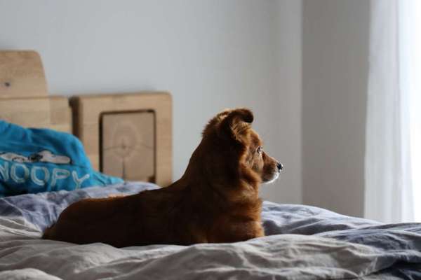 Dogorama Foto Challenge - Erwischt-Beitrag-Bild