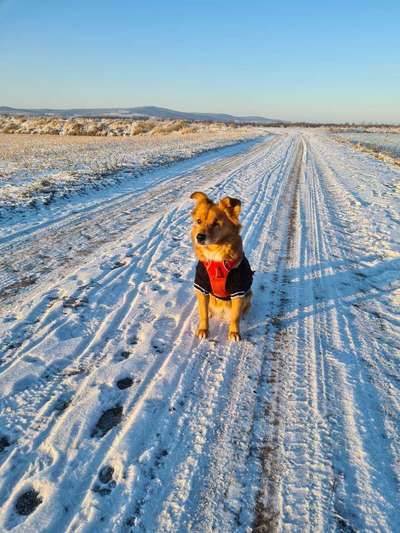 Schnee Foto-Beitrag-Bild