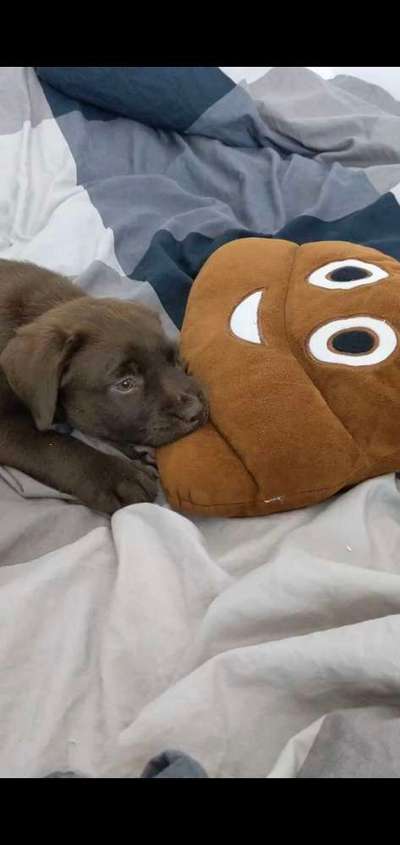 Dogorama Photo Challenge - Lieblingsspielzeug!-Beitrag-Bild