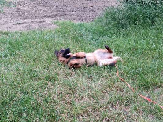 Dogorama Photo Challenge - Zeigt her eure Bäuche-Beitrag-Bild