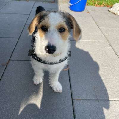 Hundetreffen-Spielen mit Welpen oder Junghunden