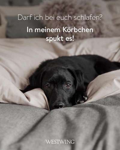 Darf der Hund bei Euch im Bett schlafen?-Beitrag-Bild