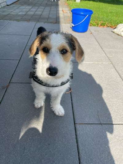 Welpen Bilder !-Beitrag-Bild