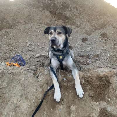 Hundetreffen-Treffen oder social walk für die größeren-Bild