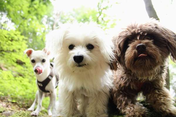 BIG LOVE :) mit 2 Hunden❣️-Beitrag-Bild