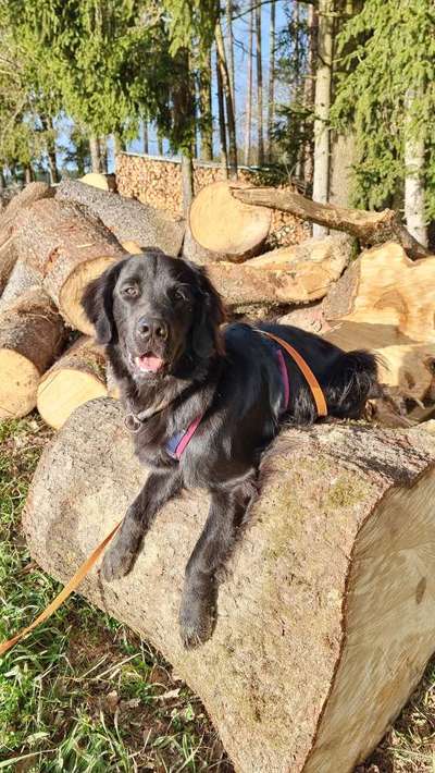 Hundetreffen-Ruhiger souveräner Hund mit seinem Menschen für gemeinsamen achtsamen Spaziergang gesucht-Bild