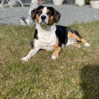 Hundetreffen-Wir suchen Weibchen für oscar