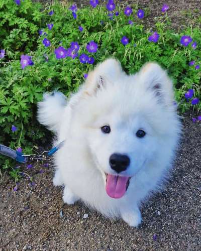 52. Collagenchallenge: Dein Hund im Sonnenschein-Beitrag-Bild