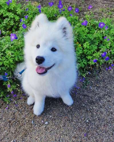 52. Collagenchallenge: Dein Hund im Sonnenschein-Beitrag-Bild