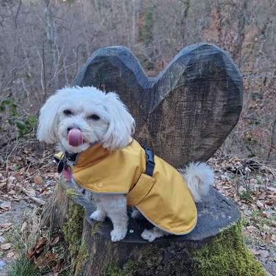 Hundetreffen-Spielkameraden kennenlernen-Bild