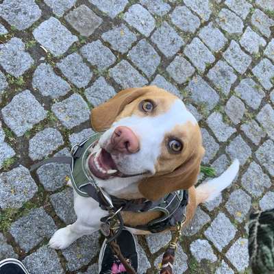 Hundetreffen-Gemeinsame gassi Runde und Spiel treffen-Bild