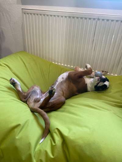 Fotosammlung: ,,Der natürliche Hund" Unbearbeitet, ungestellt und in Natura-Beitrag-Bild