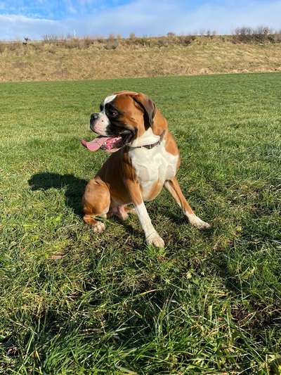 Fotosammlung: ,,Der natürliche Hund" Unbearbeitet, ungestellt und in Natura-Beitrag-Bild