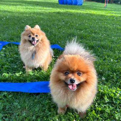 Hundetreffen-Pomeranian-Treff-Bild