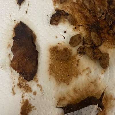 Giftköder-Giftköder-Bild