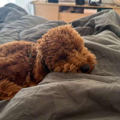 Hundetreffen-Wir suchen Gassi gehen Freundschaften-Bild
