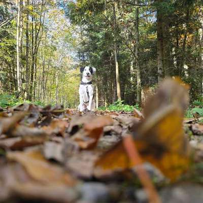 Hundetreffen-Hundefreunde gesucht-Bild