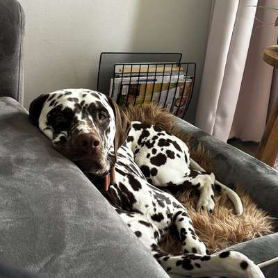 Hundetreffen-Gassi Partner-Bild